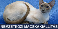 Nemzetközi Macskakiállítás Nemzetközi Macskakiállítás