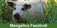 IV Budapesti Mangalica Fesztivál IV Budapesti Mangalica Fesztivál