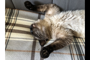 Брачные контракты в Европе: новый пункт - домашние животные