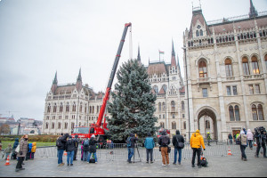 Главная рождественская ёлка Венгрии прибыла в Будапешт