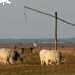 Венгерский национальный парк Хортобадь под угрозой