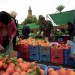 Продукты из Греции и Венгрии первыми вернутся в Россию