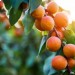 Весенние морозы уничтожили 80% урожая персиков в Венгрии