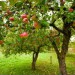 В этом году планируется посадить 885 га новых яблоневых садов