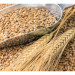 Правительство Венгрии издало указ о запрете на импорт украинского зерна