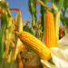 Из-за сильной жары засуха угрожает урожаю кукурузы